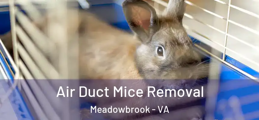  Air Duct Mice Removal Meadowbrook - VA